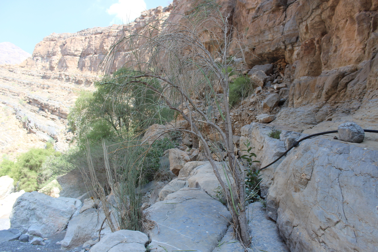 Plant Image